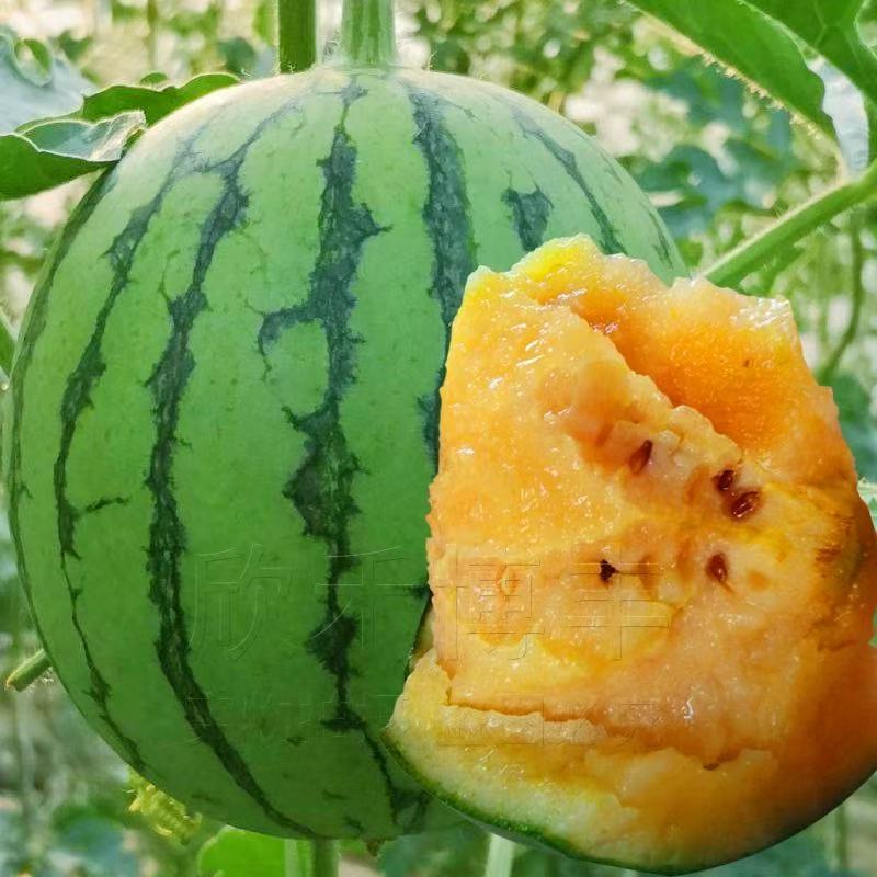 头茬彩虹冰淇淋西瓜 黄瓤瓜皮薄黄心脆甜