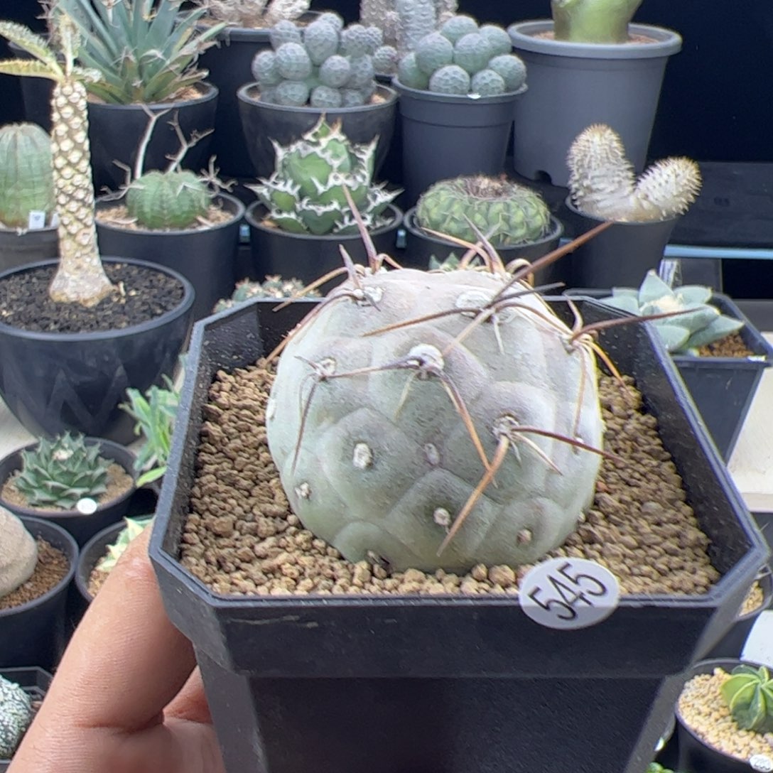 习志野4.3一物一拍