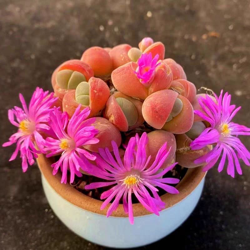 肉锥无比玉多肉植物双头开花小盆栽阳台庭院办公室绿植易养活好养