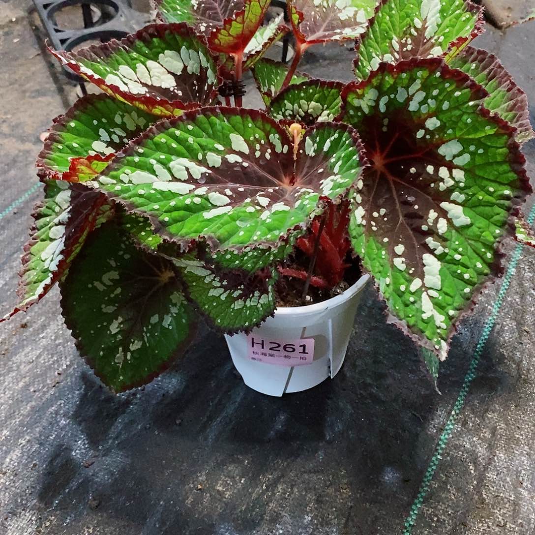 不开花植物糕**糕秋海棠261