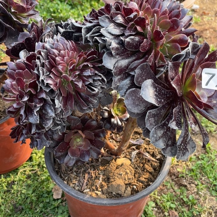 726多肉植物欧紫缀