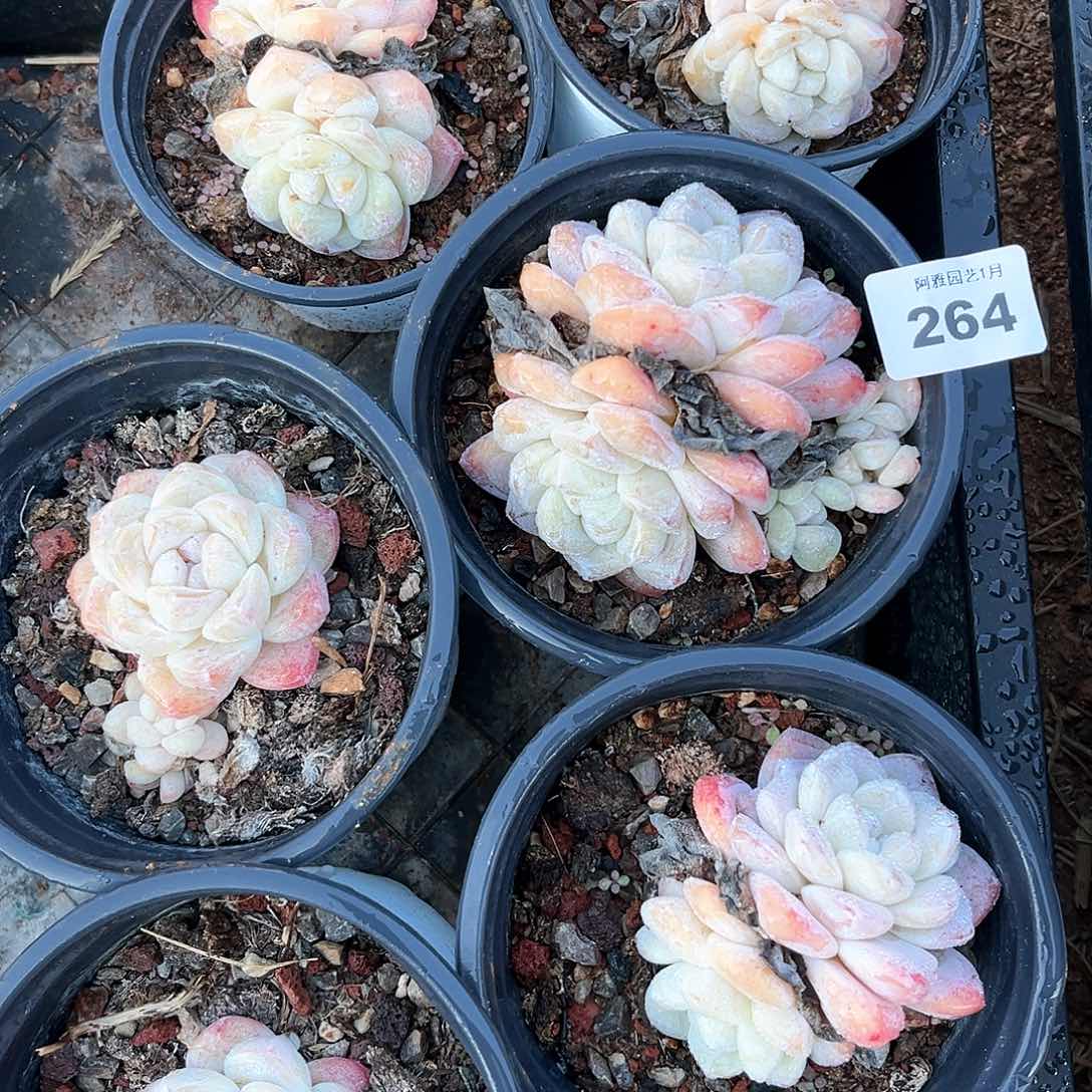 阿雅园艺。      264