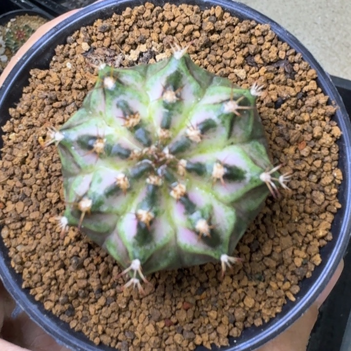 实生白锦海神福利喽