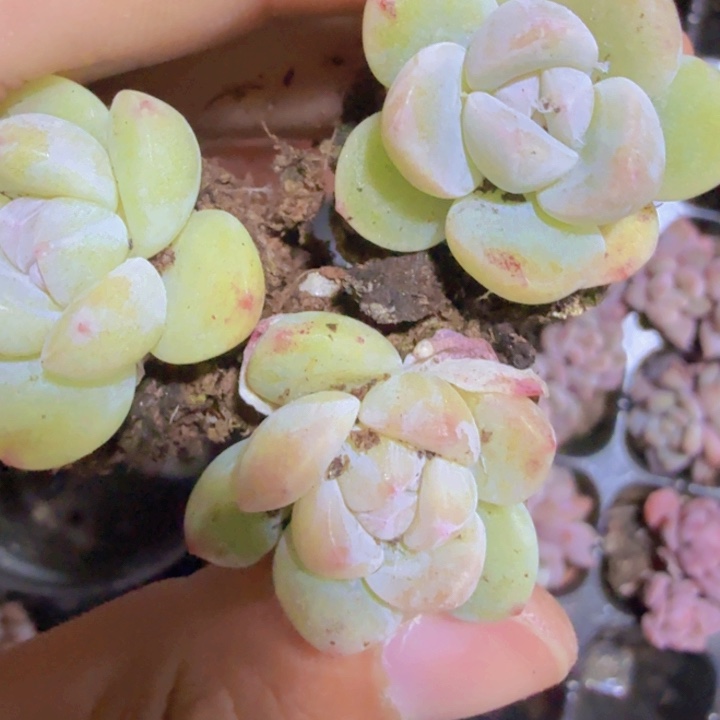 单头奶油冰玉五颗一组