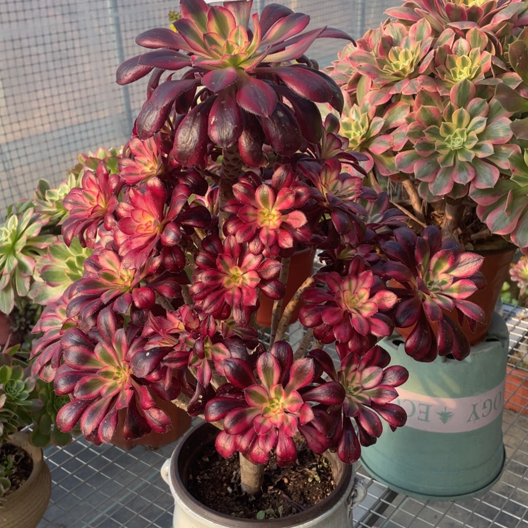 368香奈儿       多肉     