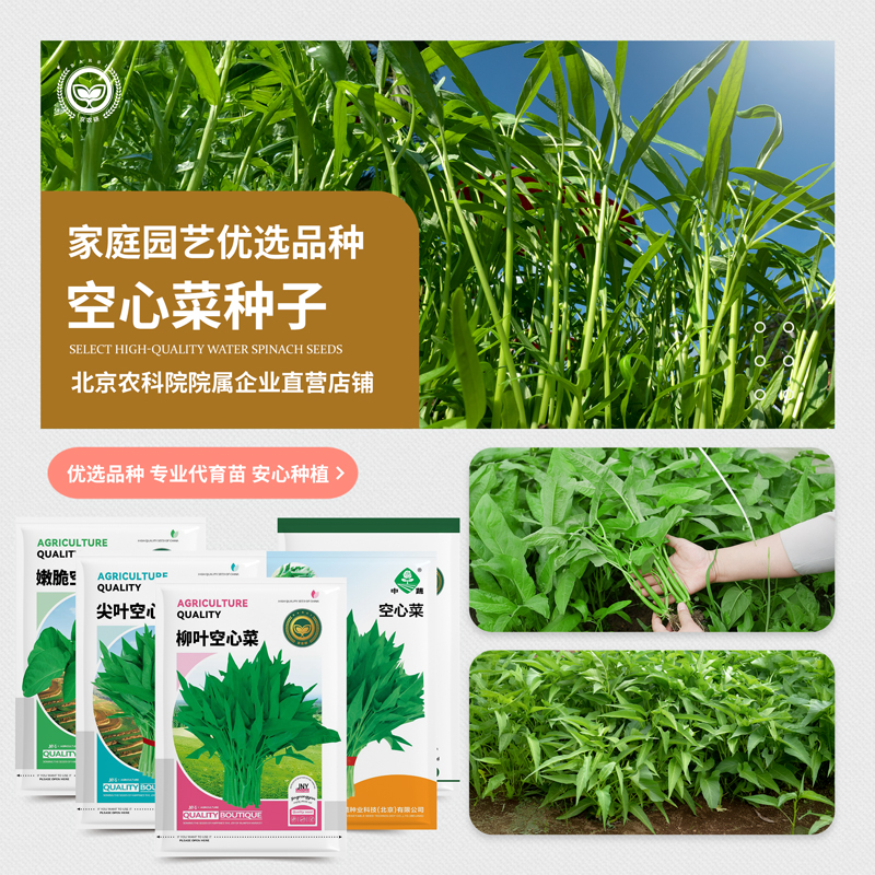 农科院空心菜种子柳叶空心菜芽苗菜三叉通心菜四季阳台蔬菜种籽孑