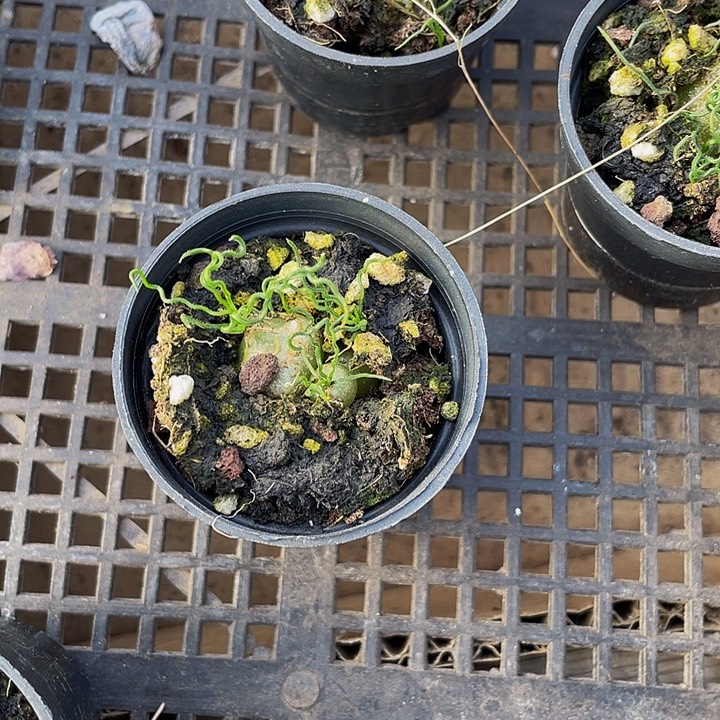 太迪海葱带盆土发过