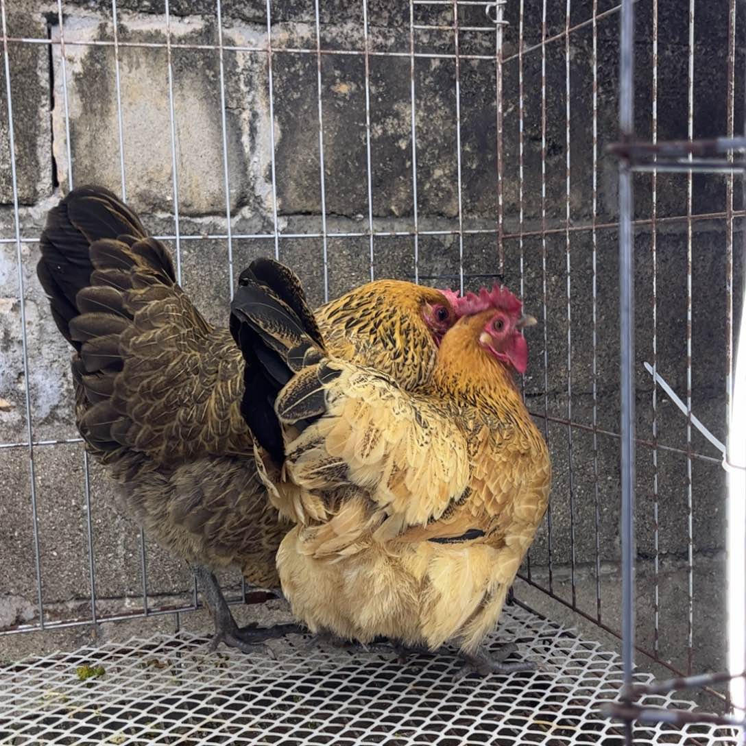 ！***！长尾鸡凤凰象限土母鸡两只