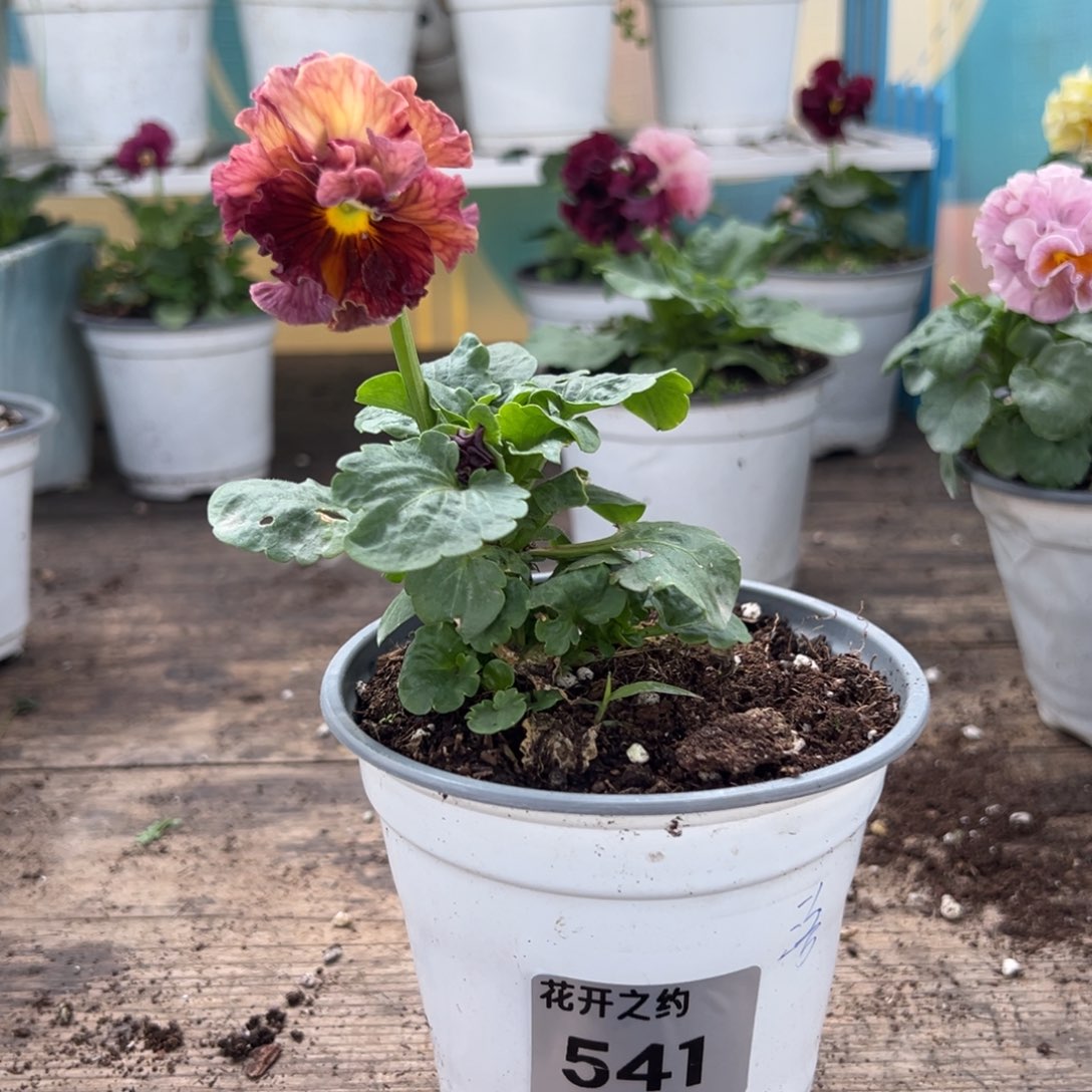 【闪购商品】完全开放541号