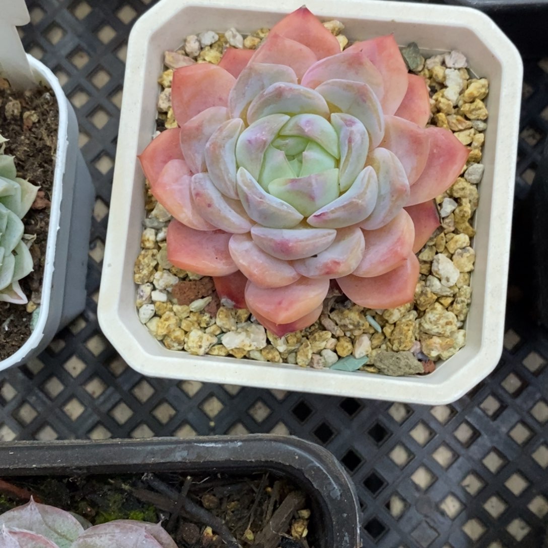 精品多肉一物一拍不包整406