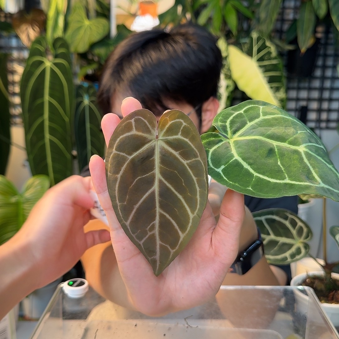 完全开放A86神奇男孩杂撕裂纹