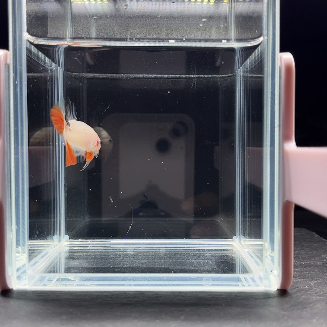 海水鱼宙斯斗鱼竞拍11-03