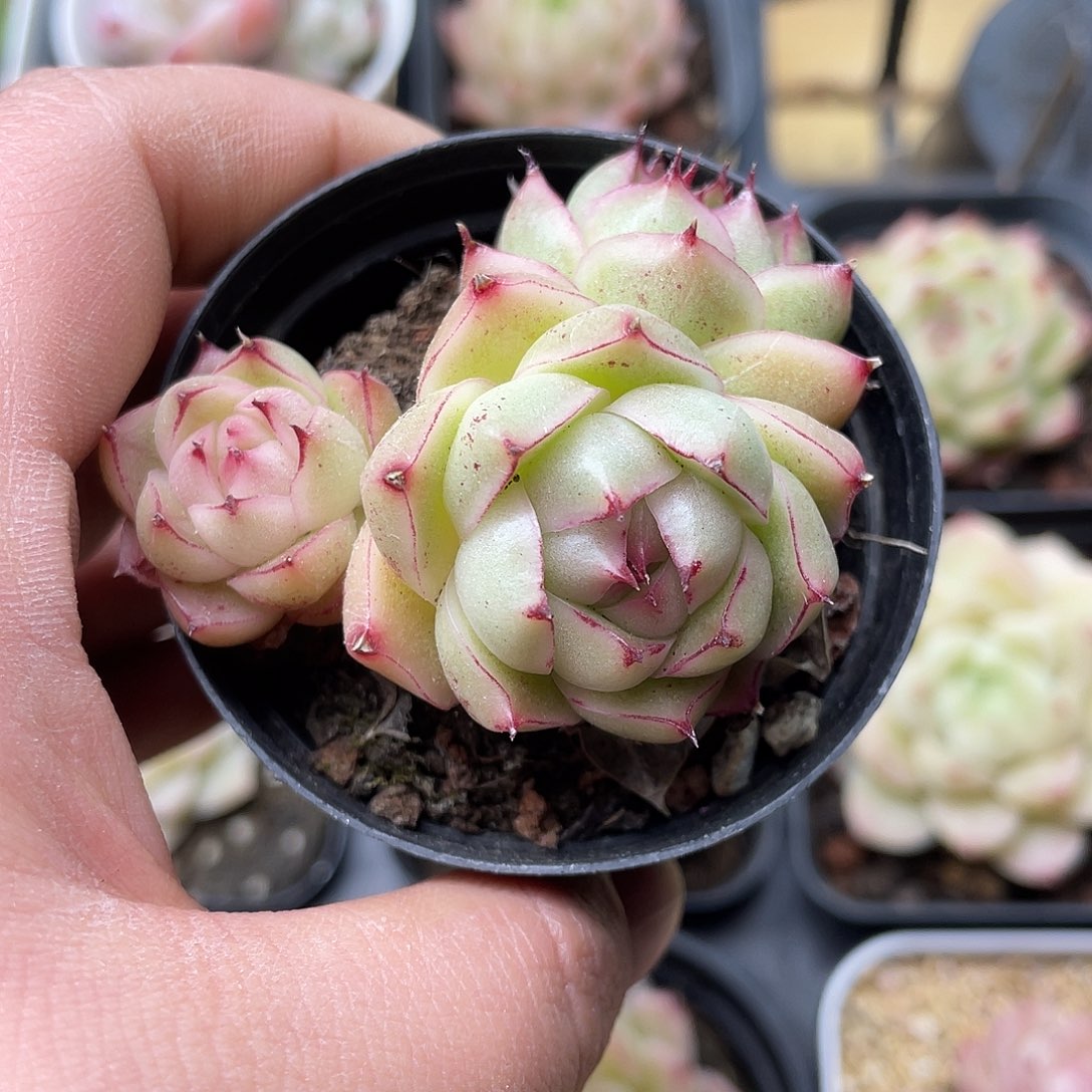 猪**宝多肉植物麦秆植物