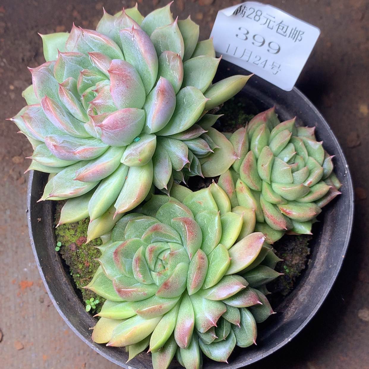 【闪购商品】云399号线