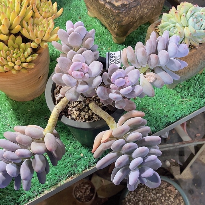 大叶奶25200多肉植物