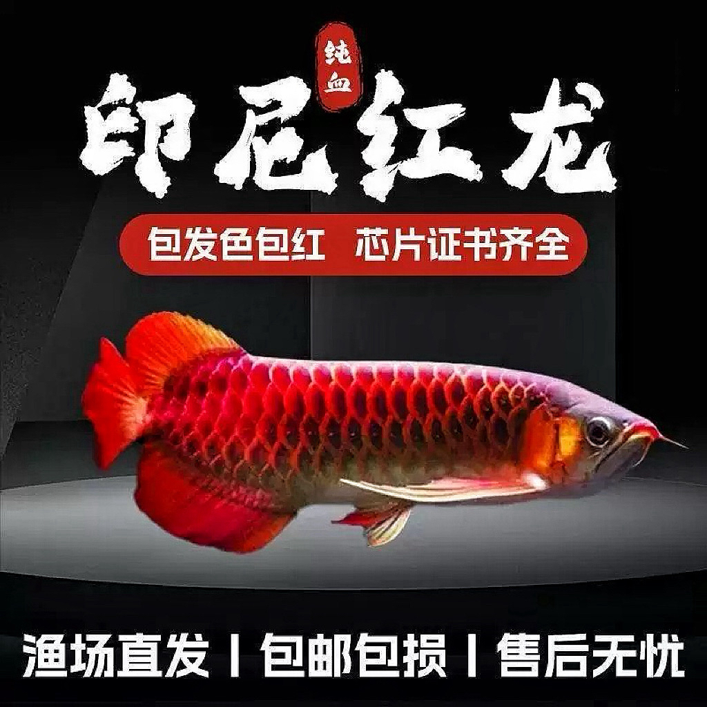 印尼纯血红龙鱼观赏鱼超血红龙鱼绿皮辣椒红龙鱼