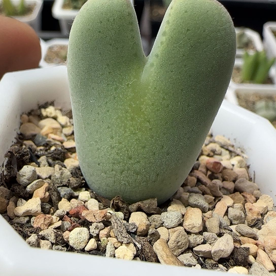 哈哈哈哈哈集。   868