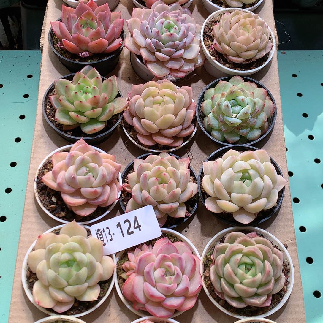 13-124一物一拍带盆18颗。