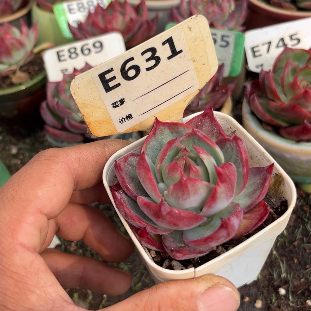 惊鸿一瞥631号多肉