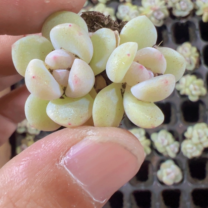 白皮冰玉精品多肉植物