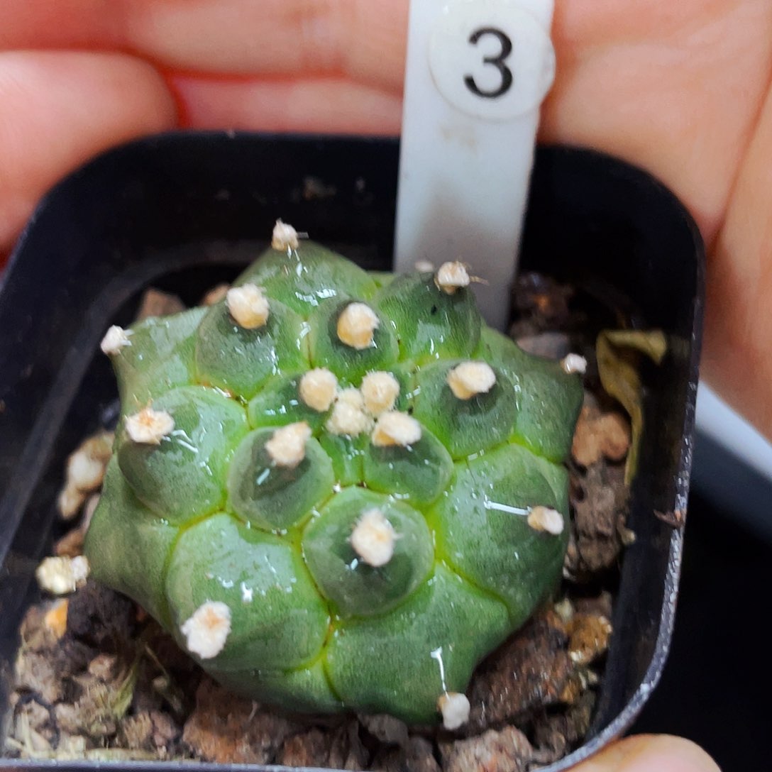 非偏远地区满25包邮仙人球