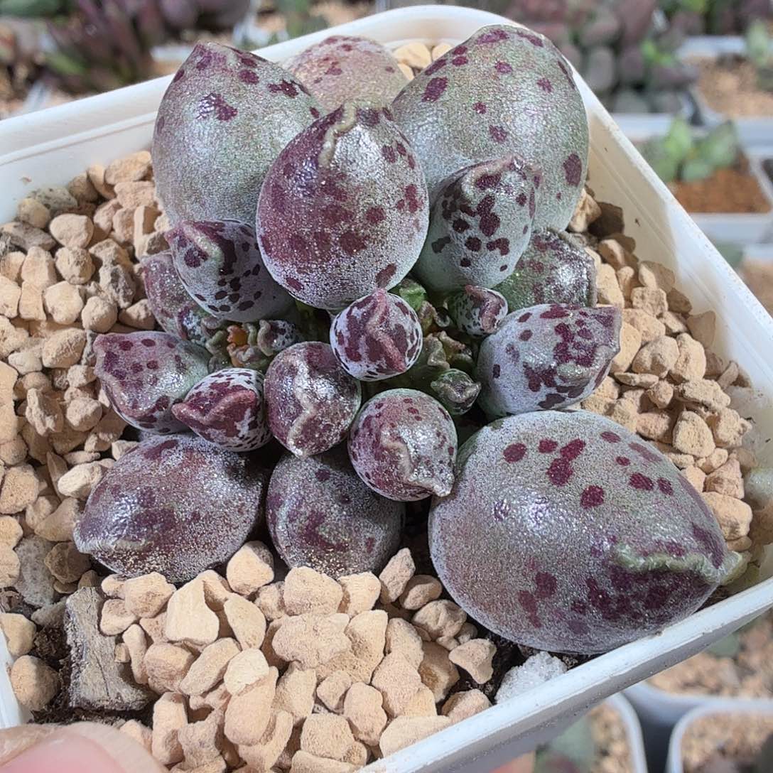 麦***兜丸叶海豹             