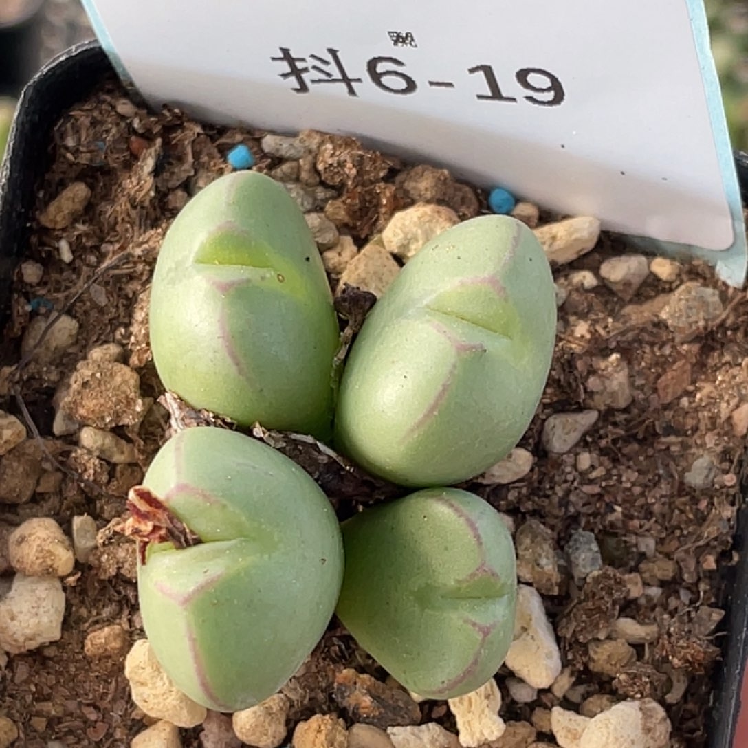 6-19雷神杂多肉植物