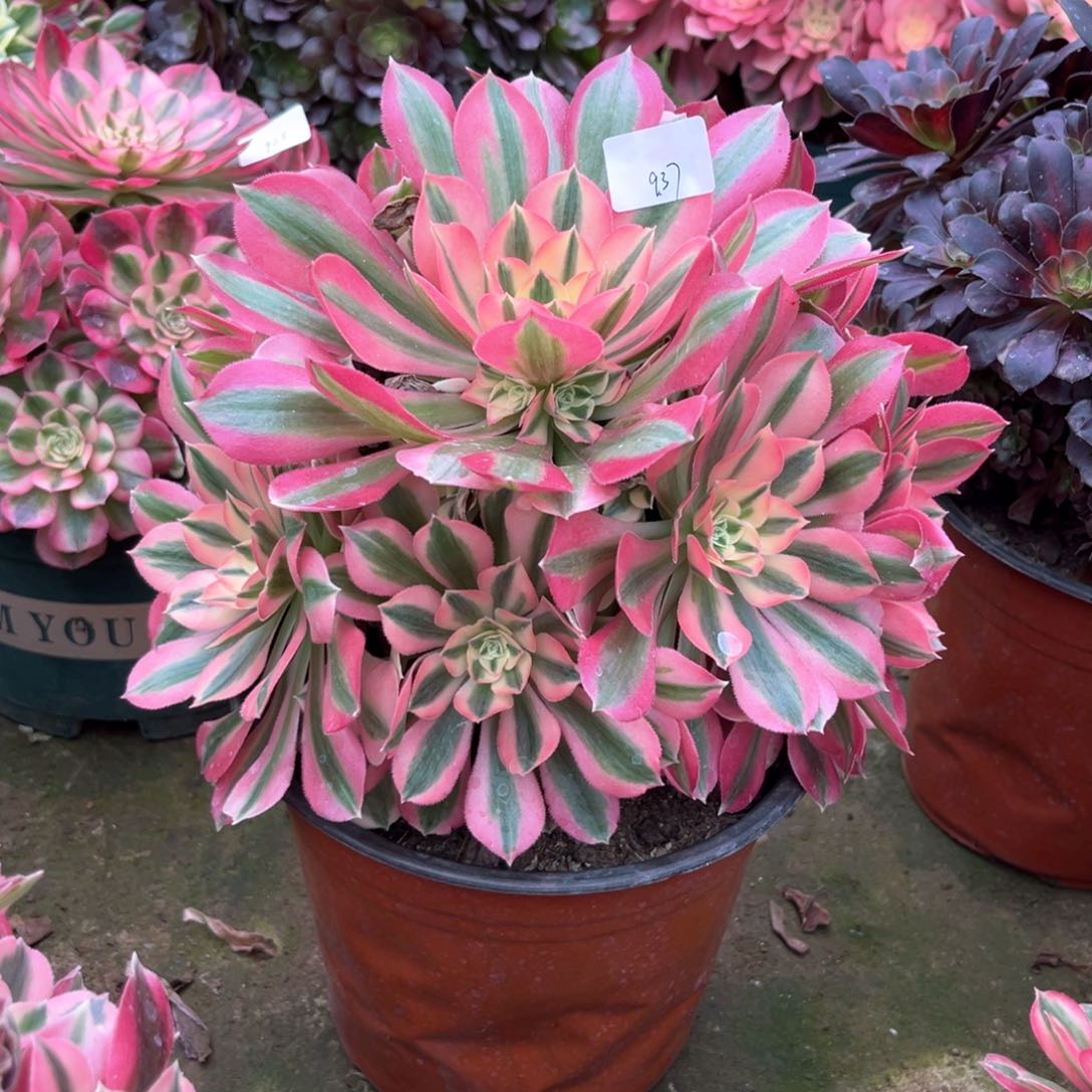 多肉植物女巫937