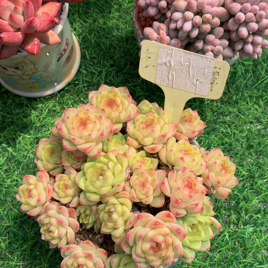 小****麦秆多肉植物62637373773