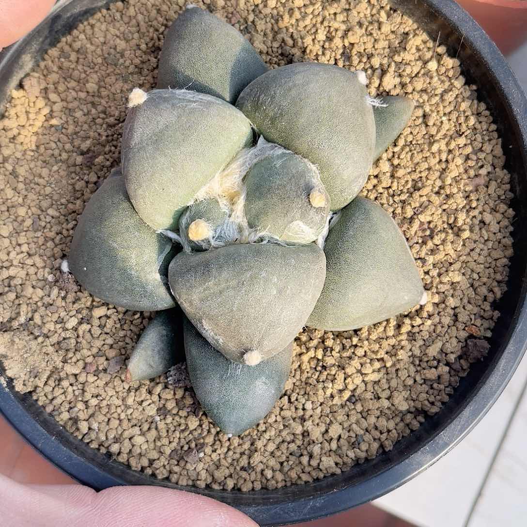 实生日系丸尤牡丹