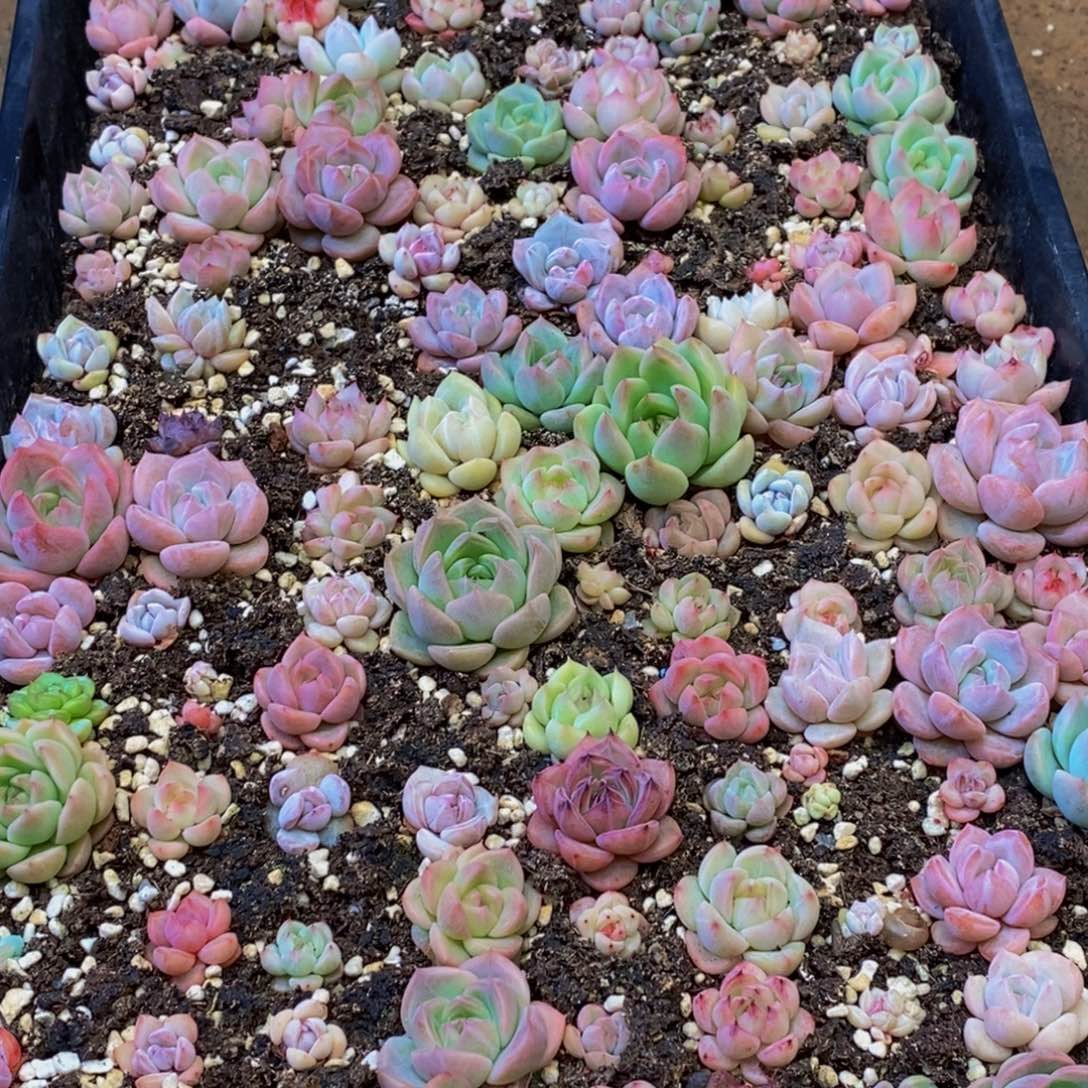 用****0715多肉植物保护研究所所长