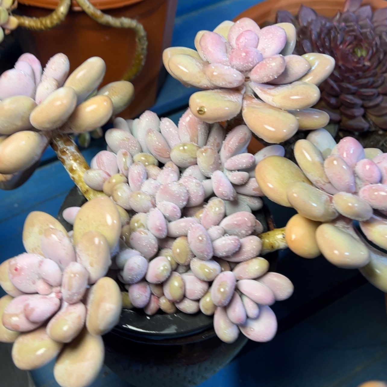 【闪购商品】桃蛋多肉29.8