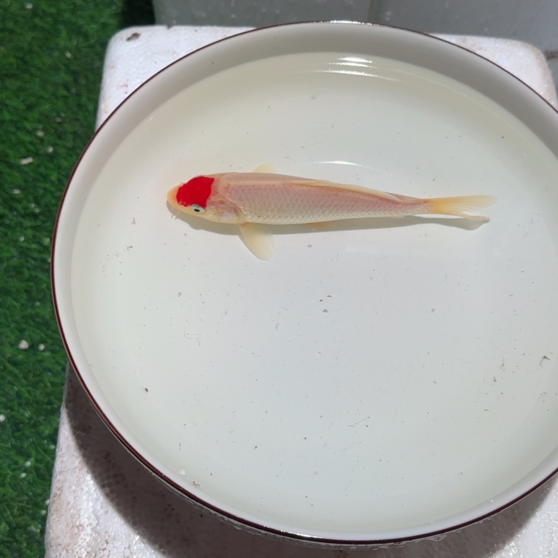 楊***_锦鲤锦鲤 观赏鱼 锦鲤