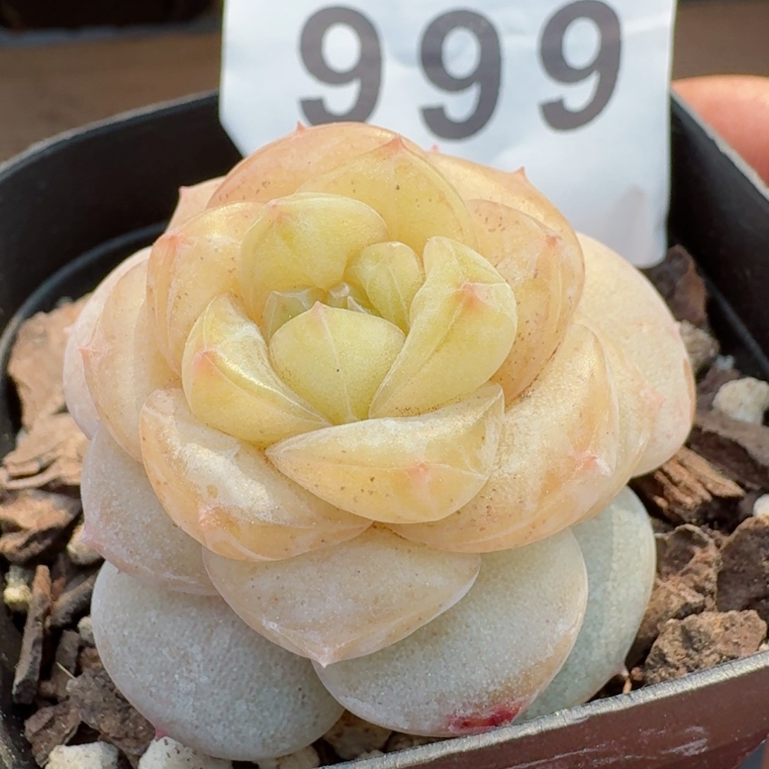 桃乐乐         多肉植物
