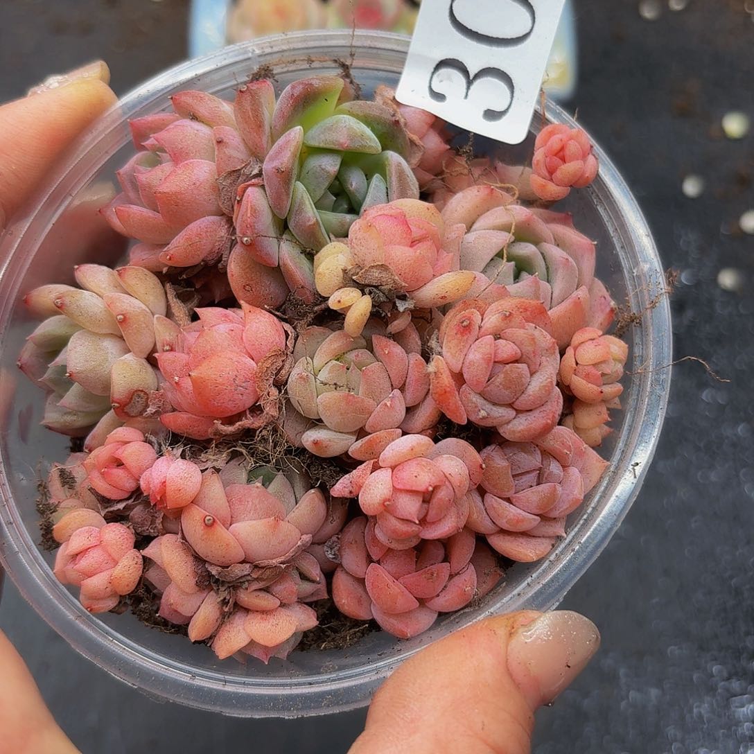 多肉植物多肉植物30