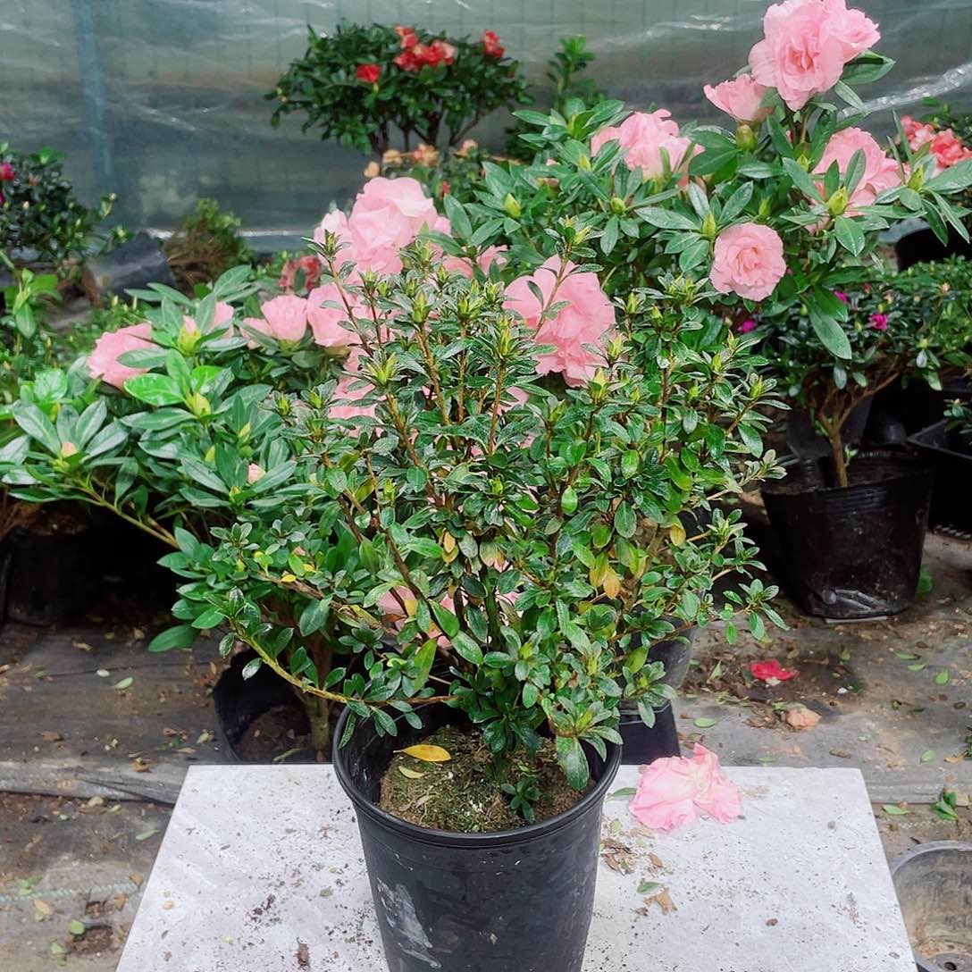 低***局完全开放小菊之舞杜鹃