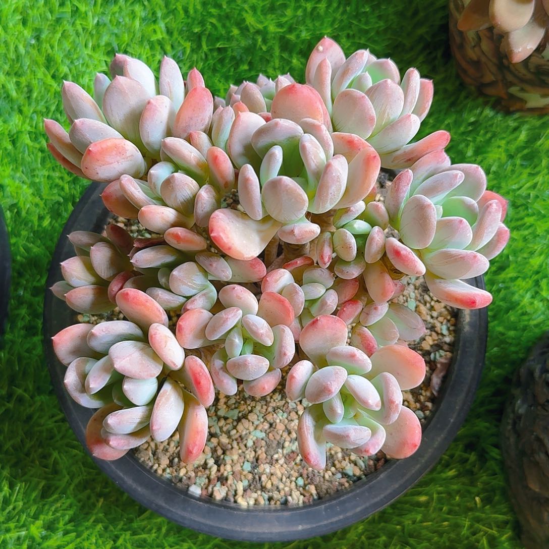 灰姑娘多肉一物一拍