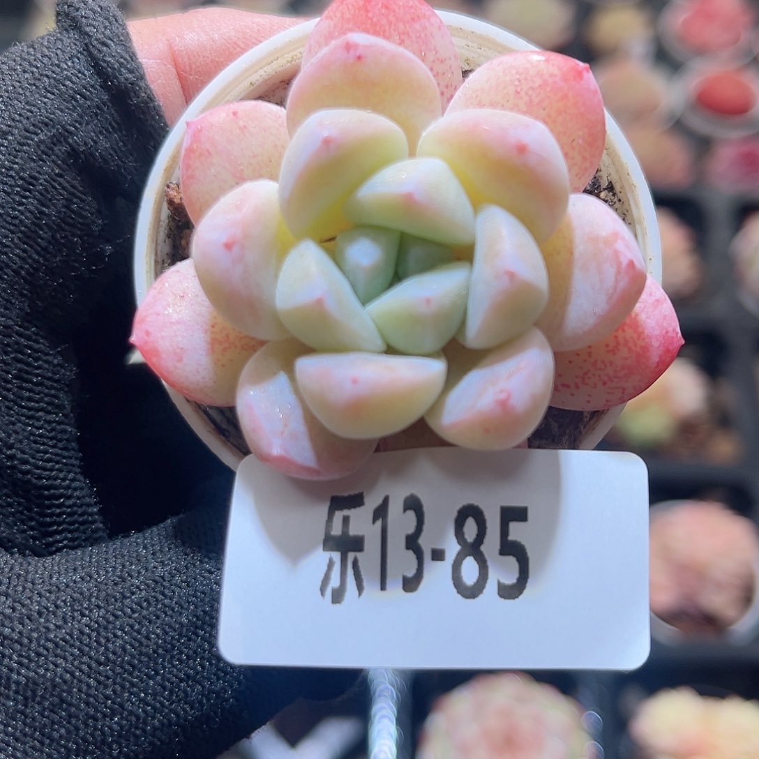 乐13-85 皓月单头