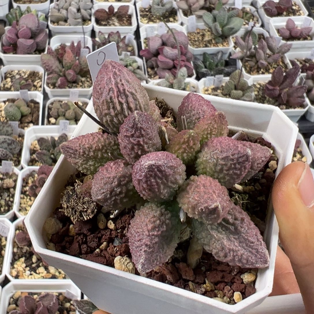 颗粒款实生新品多肉植物水泡