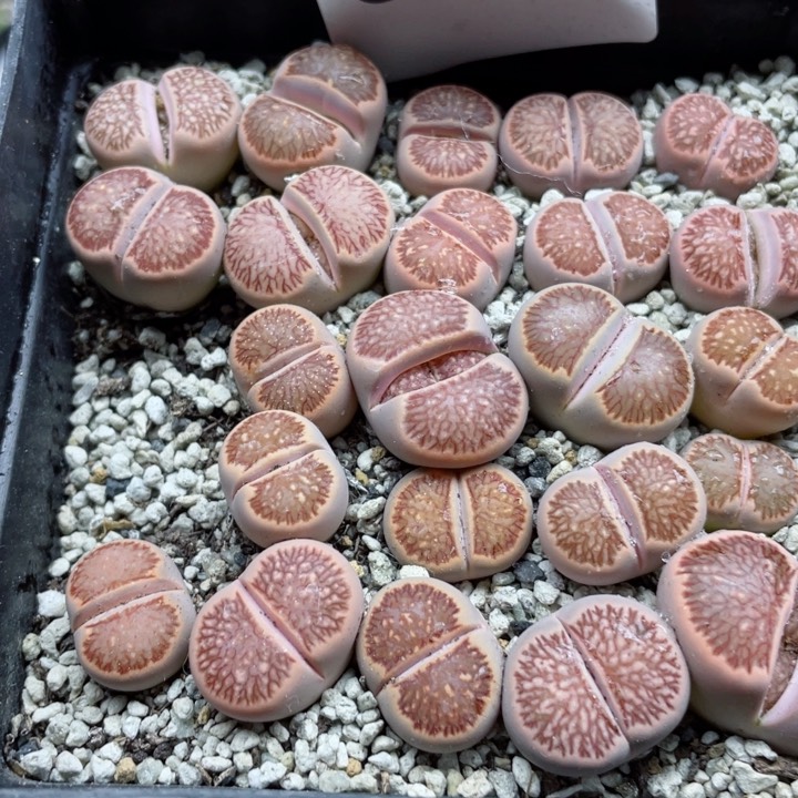 乐*刘096岛田红窗菊带盆