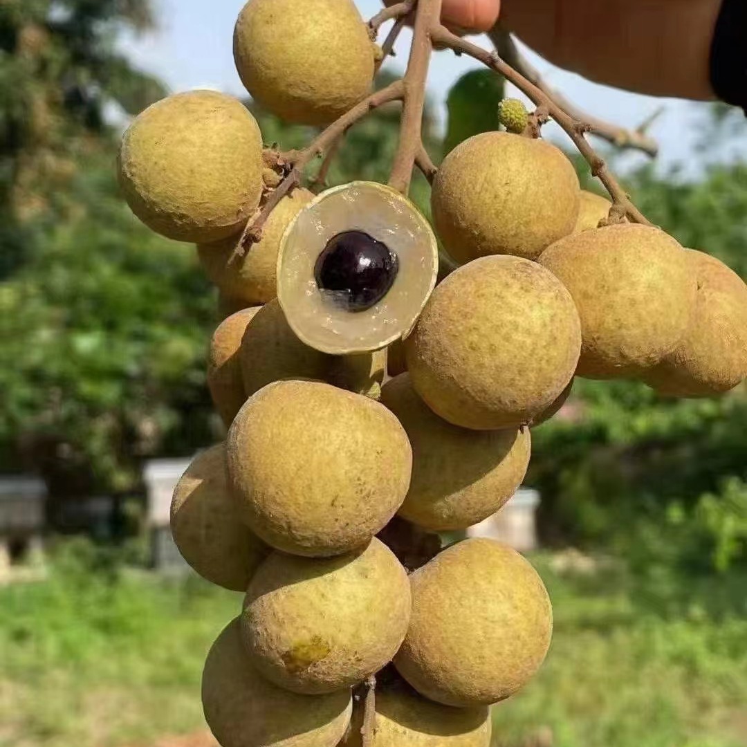 正宗(四季龙眼苗)优质改良龙眼苗种植结果快适宜多地区域种植