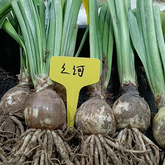 无花朵之河4+发一个