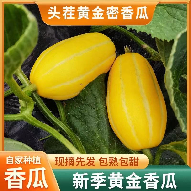 现摘现发新鲜头茬黄金瓜老品种新鲜水果甜瓜当季黄金瓜小香瓜蜜瓜