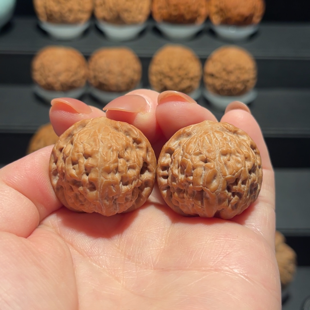 野生，小莲花31精品，全品499