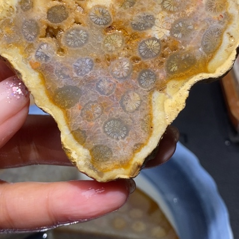 【闪购商品】硅化玉颈饰未镶嵌