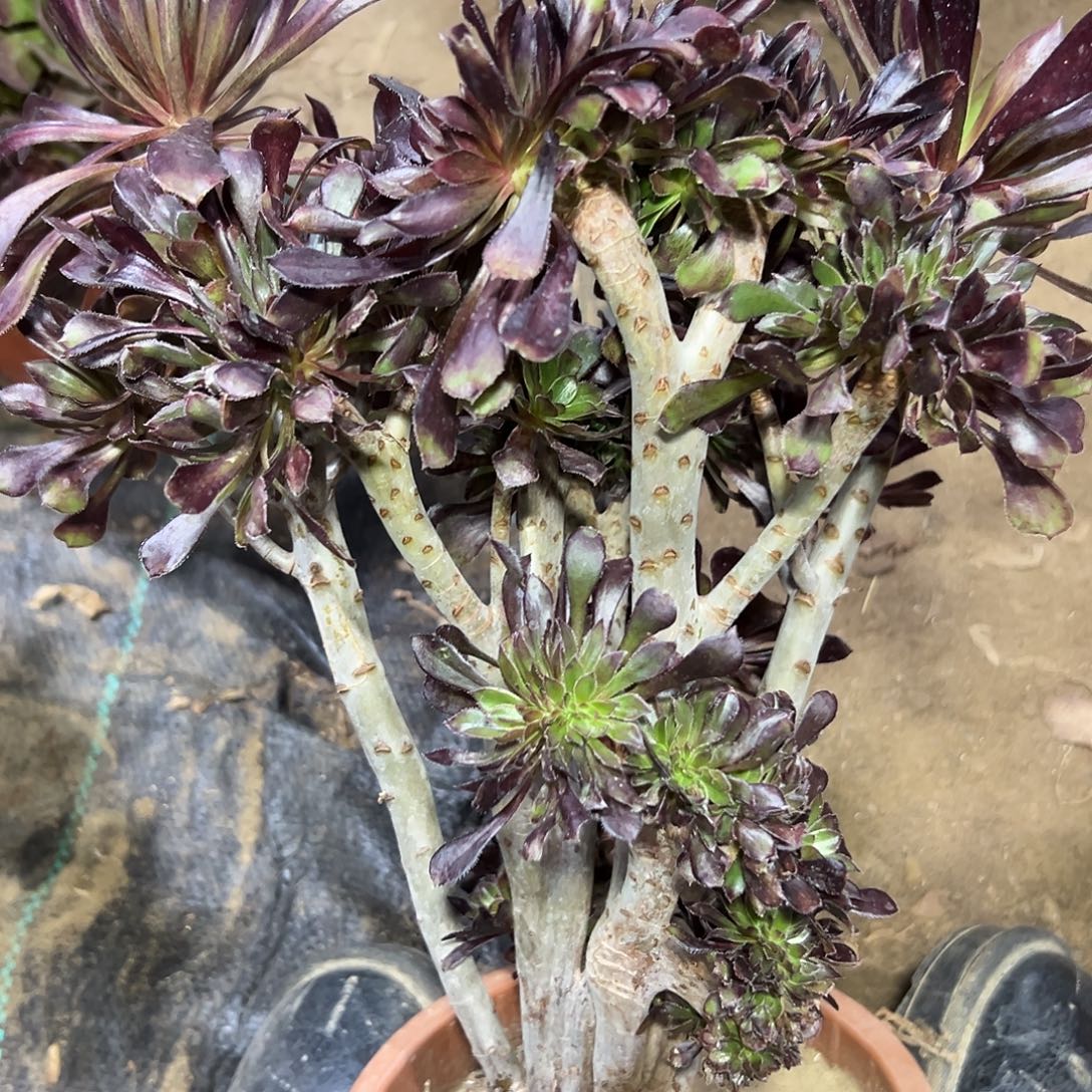 多22肉植物黑法师缀花