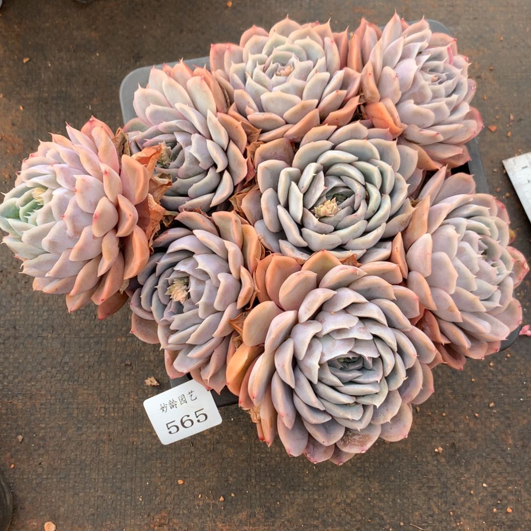 565杂交多肉老桩22冠