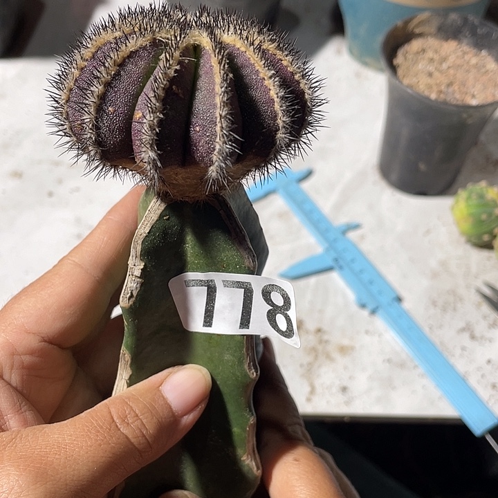 三角嫁接778号紫皮优波