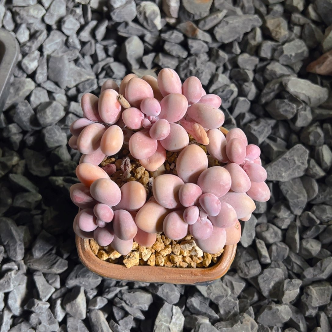 小飞翔11111111111111