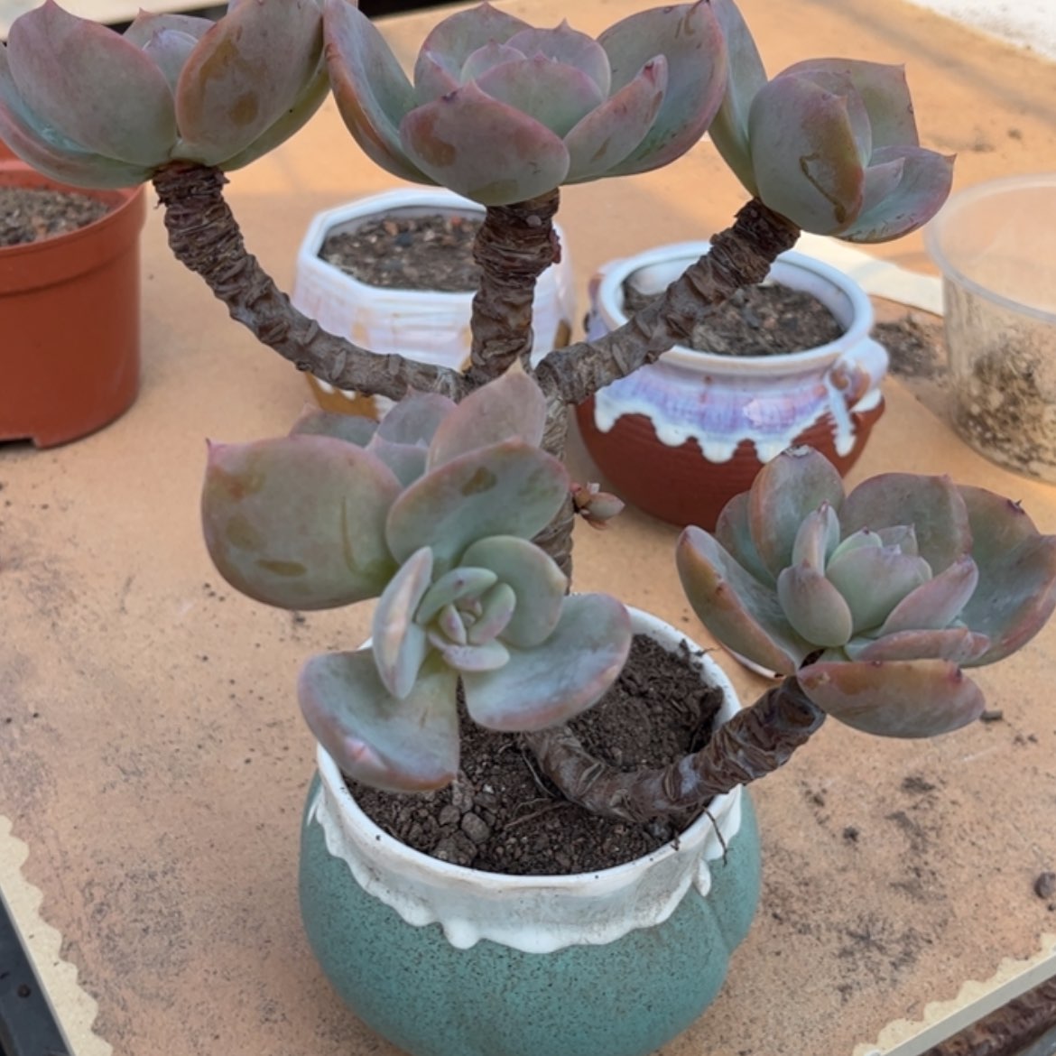 【闪购商品】无花朵银*